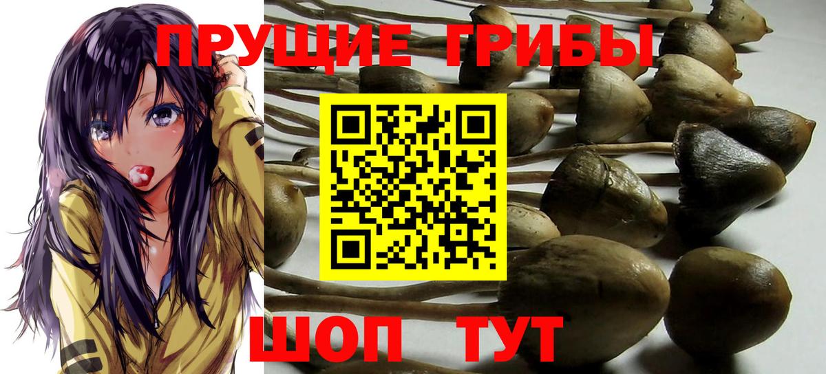 Галлюциногенные грибы Psilocybe Сафоново